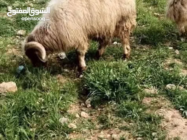 يوجد لدينا حلال بلدي لحم