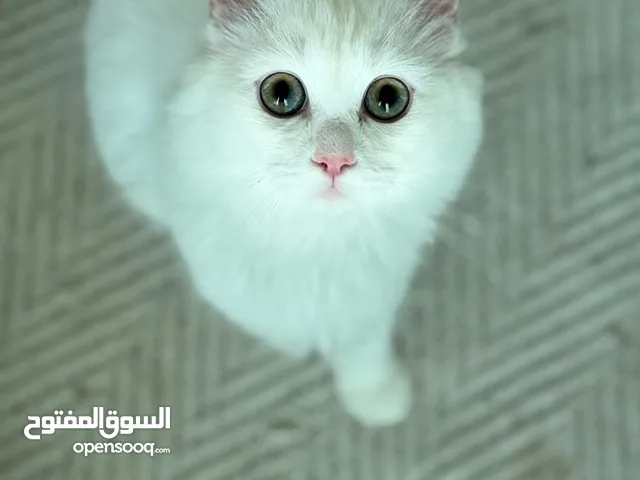 قطط بريتش شورت هير