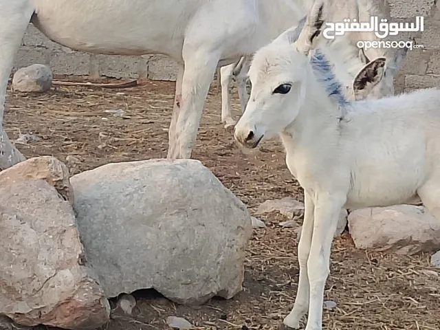 حماره للبيع