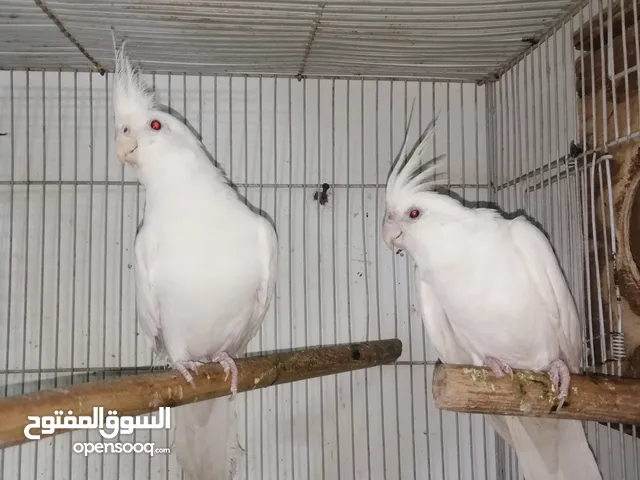 زوجين كوكتيل البينو عيون حمر امايات عراقي