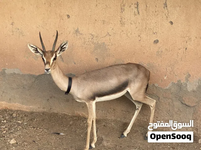 انثى الدماني عشار