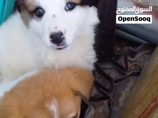 جرو عدد 2 للحراسة والمنزل عمرهم مناسب للتدريب العمر 6-8 اسابيع