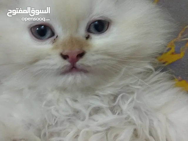 قطط كتي منزليه