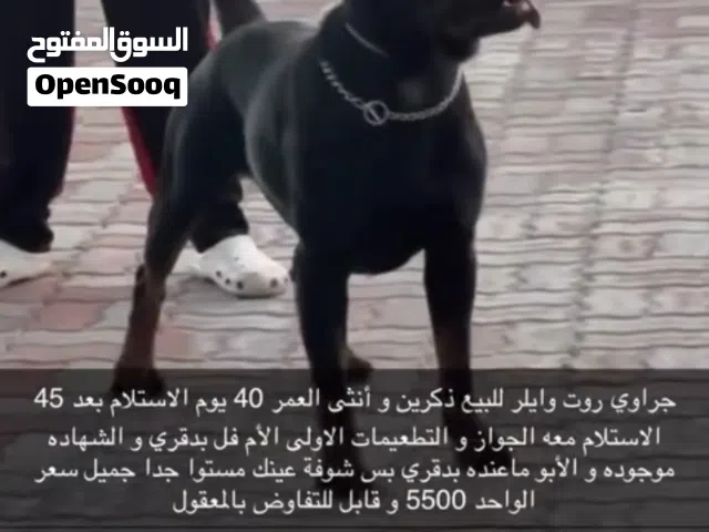 جراوي روت وايلر العمر 40 يوم