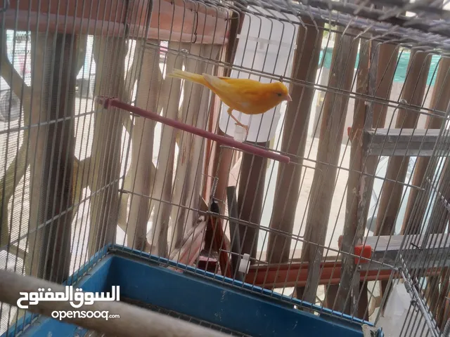 طيران كنار جزري وابيض واقفاص