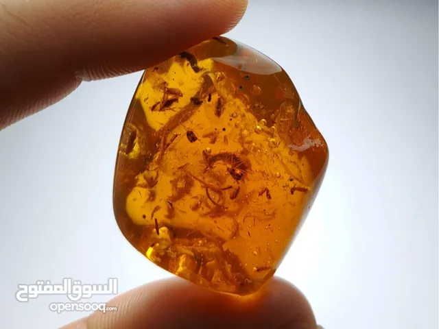 حجر الكهرمان حشرة كاملة طبیعیه
