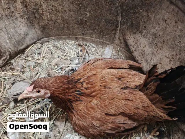 دجاجه عربيه كاركه بدون بيض الدجاجه خشنه و نضيف
