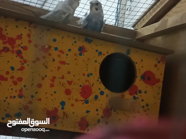 طيور الحب هاجرمو للبيع نضيفات مال بيت