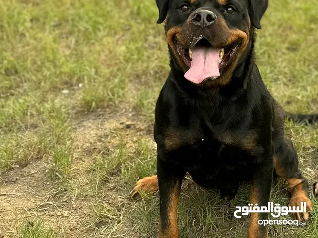 ذكر روت وايلر للبيع