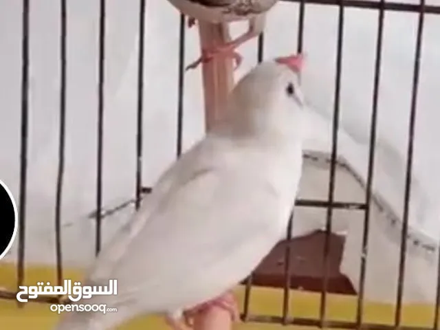 عصافير وببغائات وقطط