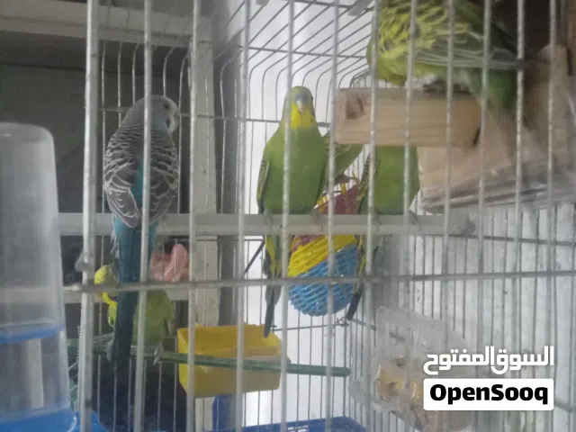 عصافير بقلينو إنتاج 6طروف سعر ساوم مع بعض او تبديل ب كوبيه بقلين. مدحيه