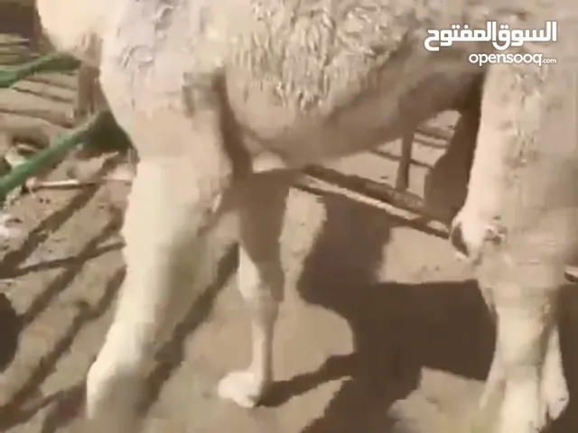 للبيع قعدان سمان محليه