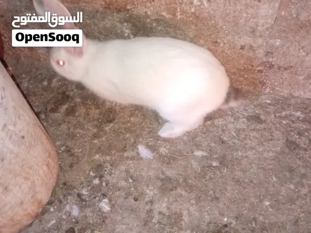 موجود ارانب عدد2 اناثي معشرات و ذكر للبيع السعر 26 من الاخر الموقع اربد الكورا كفرعوان لتواصل على ال