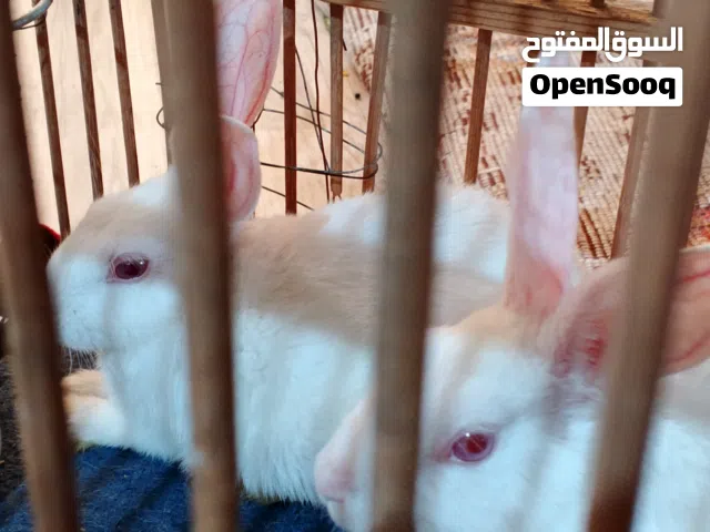 أرانب اخوان ذكور ابخمسه أو عشرين متوفر توصيل