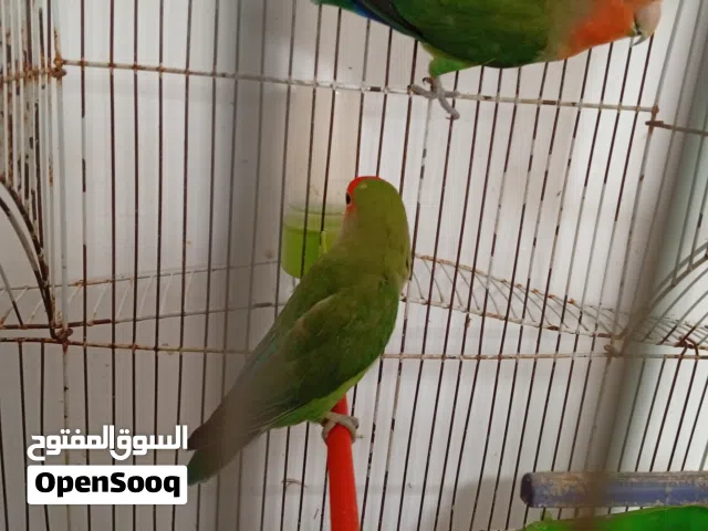 كوبيه ربي يبارك