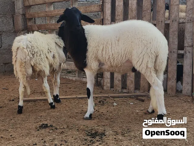 8حوليات خاليات من جميع العيوب المكان مصراتة