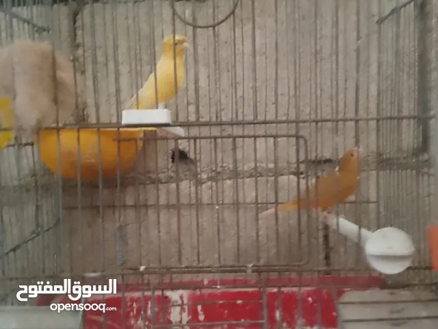 بسم الله الرحمن الرحيم جوزين كنار جوز انحاسي و جوز الذكر ليموني أصفر مقنبر و طيره كرزيه
