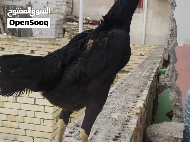 دجاجه هنديه الماني