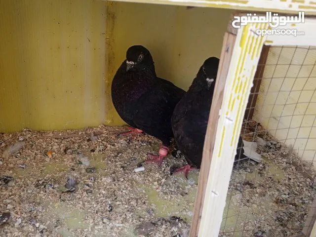 جوز حمام نوريات سود بصلا علا النبي شغلات