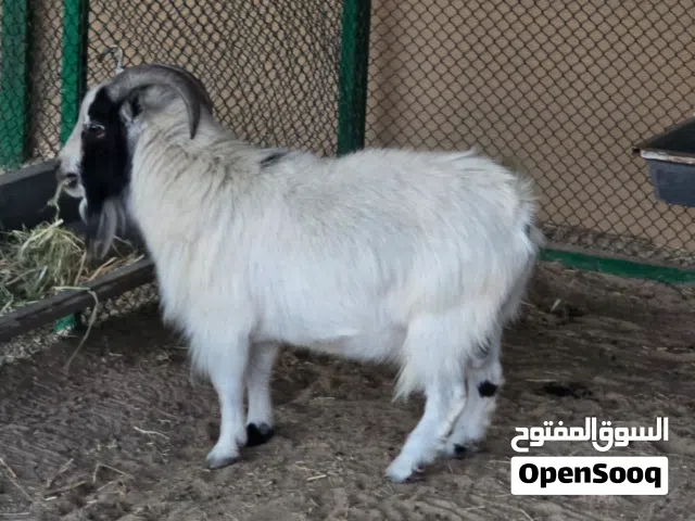 تيس البقمي القزم