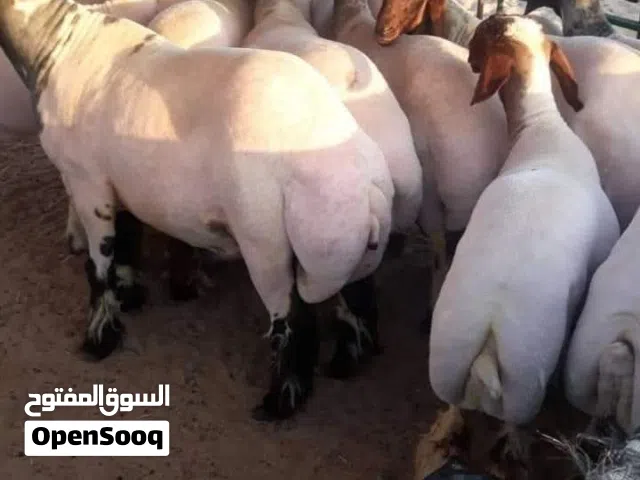 قص صوف الاغنام