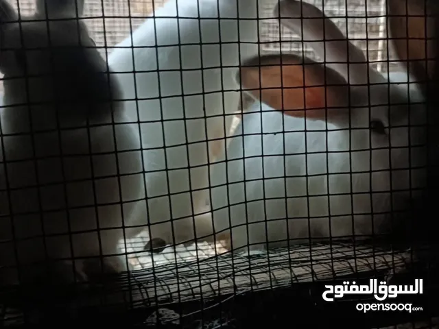 موجود ارانب للبيع جميع الاعمار والاوزان