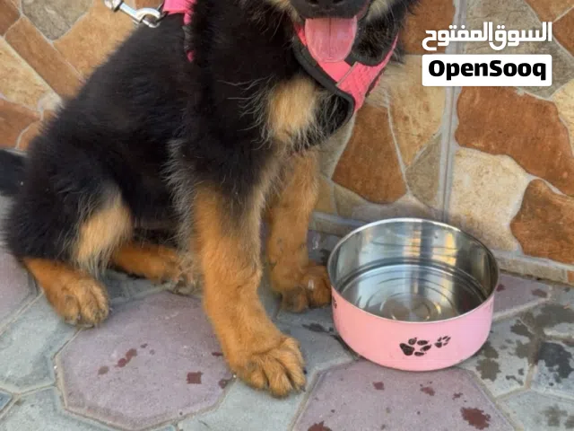 جرو انثى جيرمين شيبرد  ،puppy German Shepherd female