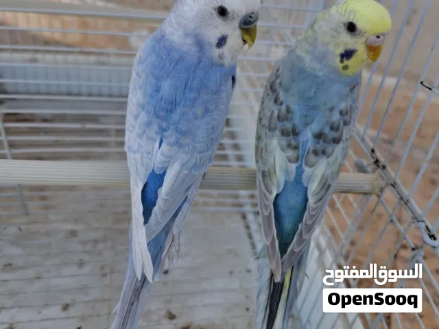 كوبية انتاج لون زوصف