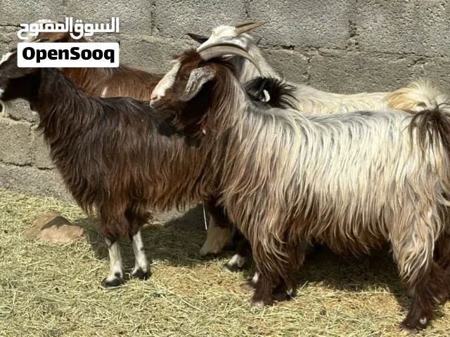 أغنام عمانيات جباليات عشرات حلال طيب للتربيه جاهزات كل شي سليم