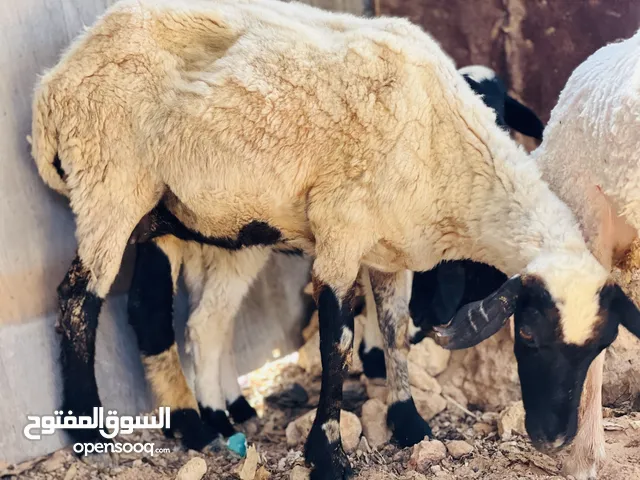 نعجه ربي يبارك