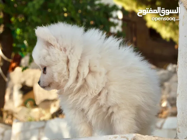 البلقاء سلط سلام