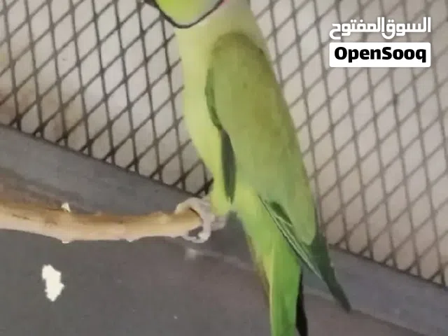 ذكر درة للبيع
