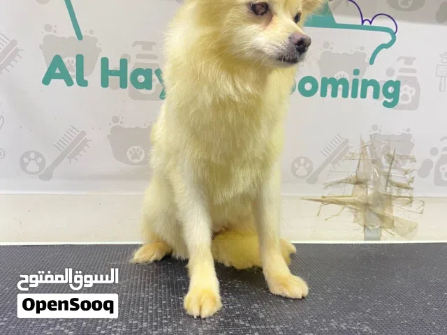 عدد 4 كلاب عائلة من نوع بومينريان