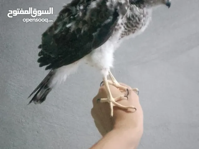 طيورالباز اليفات زق يدوي