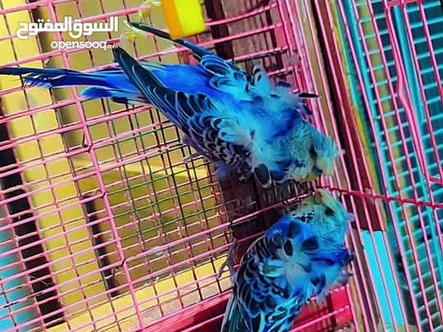 كناري بادجي ابو وردة(الهاجرمو)