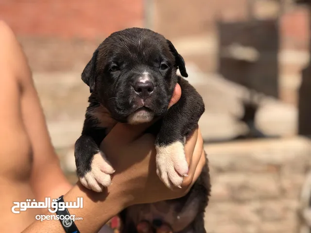 جراوي بيتبول بوليXL