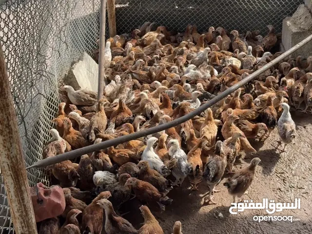 دجاج محلي وفرنسي