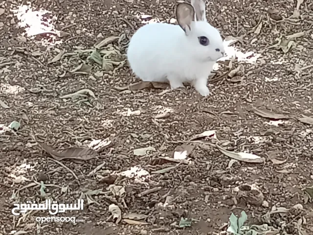 ارانب للبيع بسعر مغري