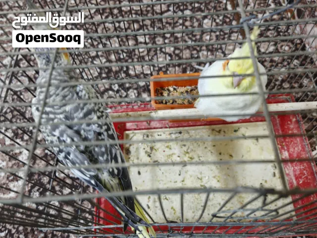 للبيع   أنثى  عدد 2كوكتيل إيزابيل وحبه صفرا   العمر: شهرين  مع مطير كبير + 8 معالف
