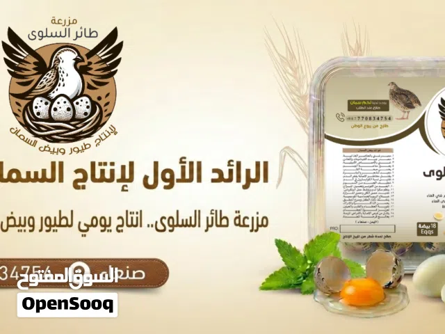 بيض طائر السلوى،  بيض السمان..  بيض طازج ومتوفر خدمة توصيل..