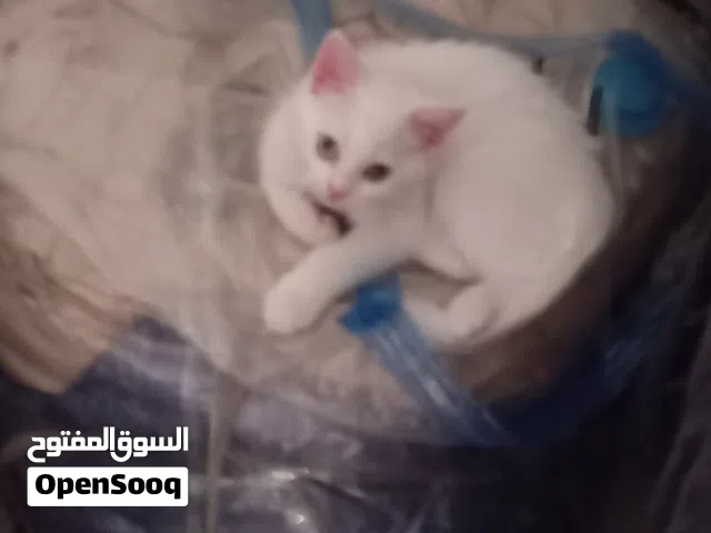 قطط kitten