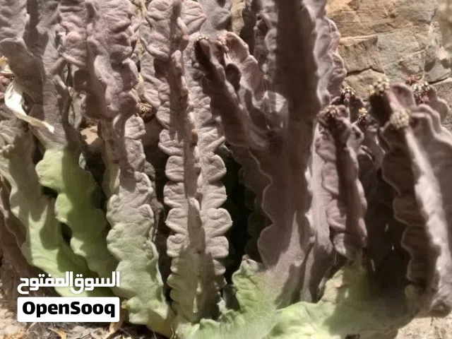 للبيع نبته الضجع للعلاج معظم الأمراض