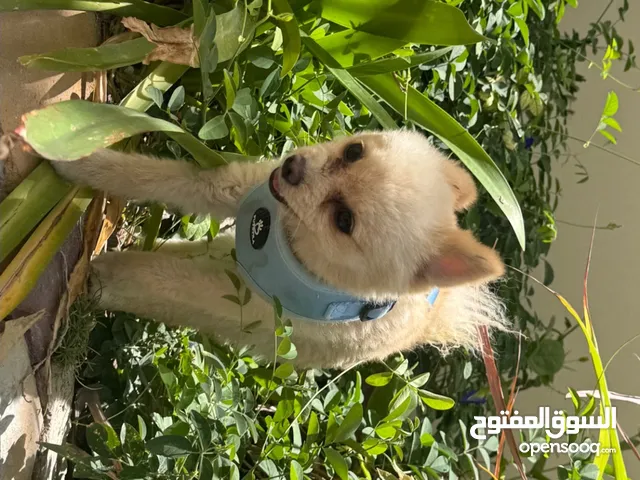 كلب بومرينيان