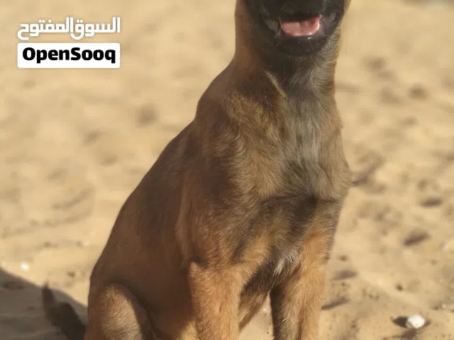 كلب ميلنوا ليبيع