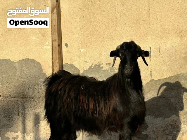 تيس عماني  م شاءالله فول السمنه.