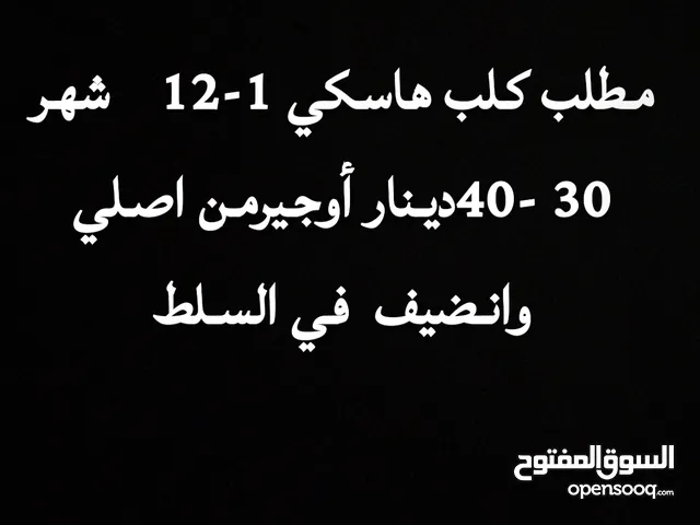 مطلوب كلب هاسكي انضيف وغير شرس
