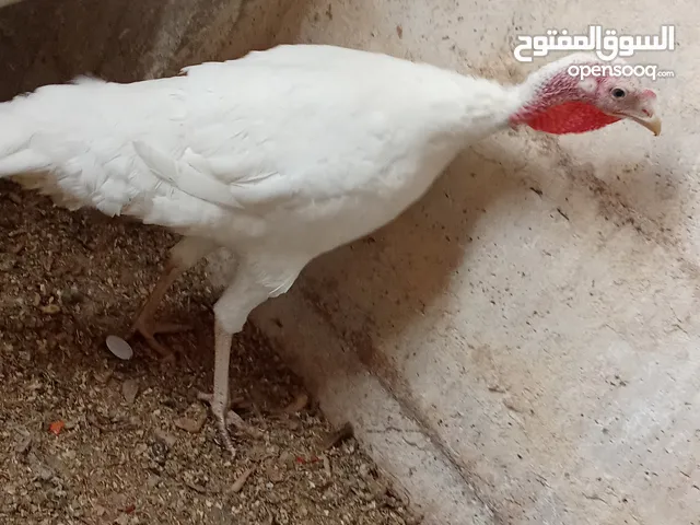 متاح عندي كين حبش على وجه شغل