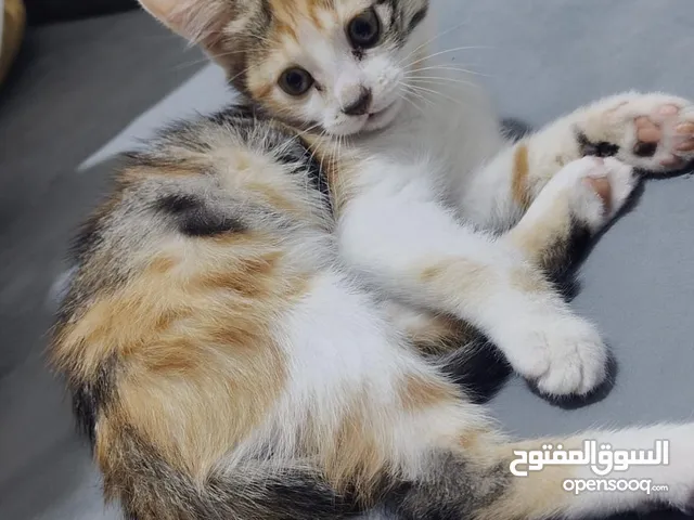 قطه هميلايا