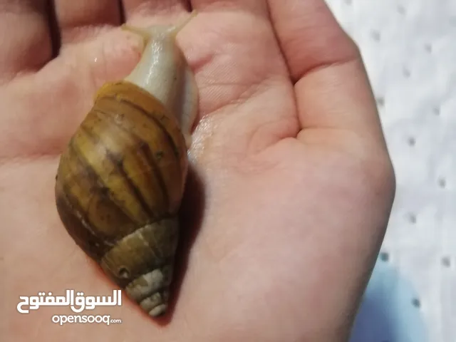 حلزون افريقي