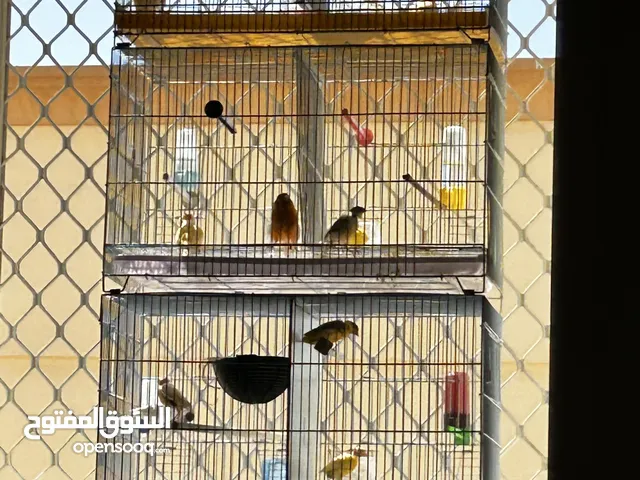 6 أزواج كناري أنواع وألوان مختلفة تغريد فل وقوي جدا